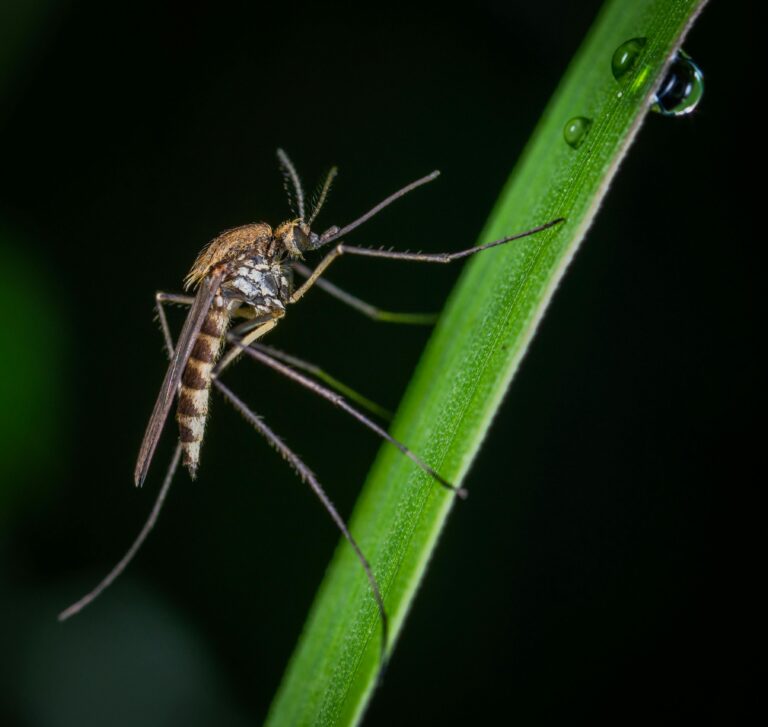 The Great Mosquito Resurgence: How Climate Change Is Expanding Disease Risks in the U.S.